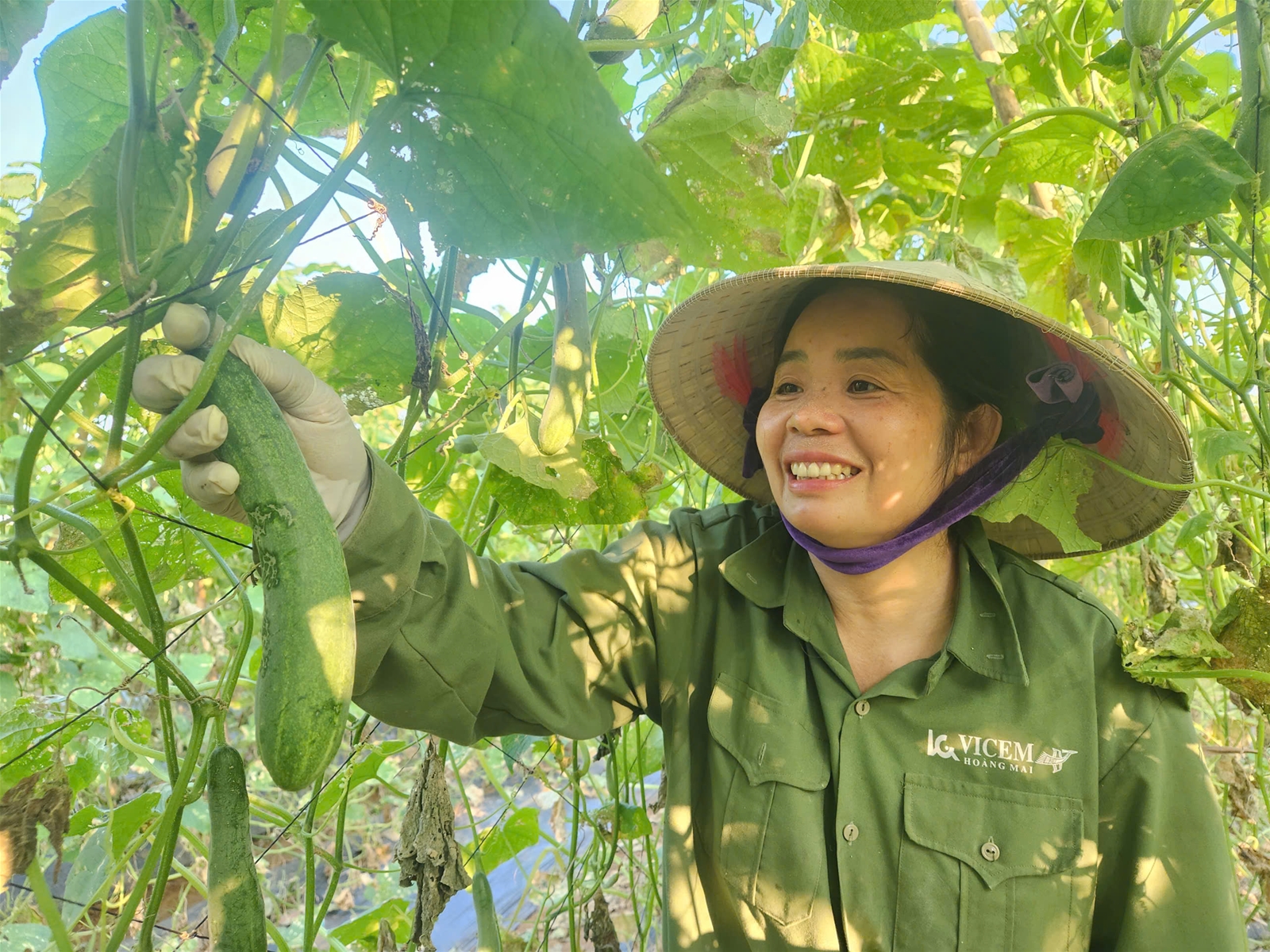 Nghệ An: Chủ động thích ứng, nâng cao hiệu quả trong sản xuất vụ đông 2025