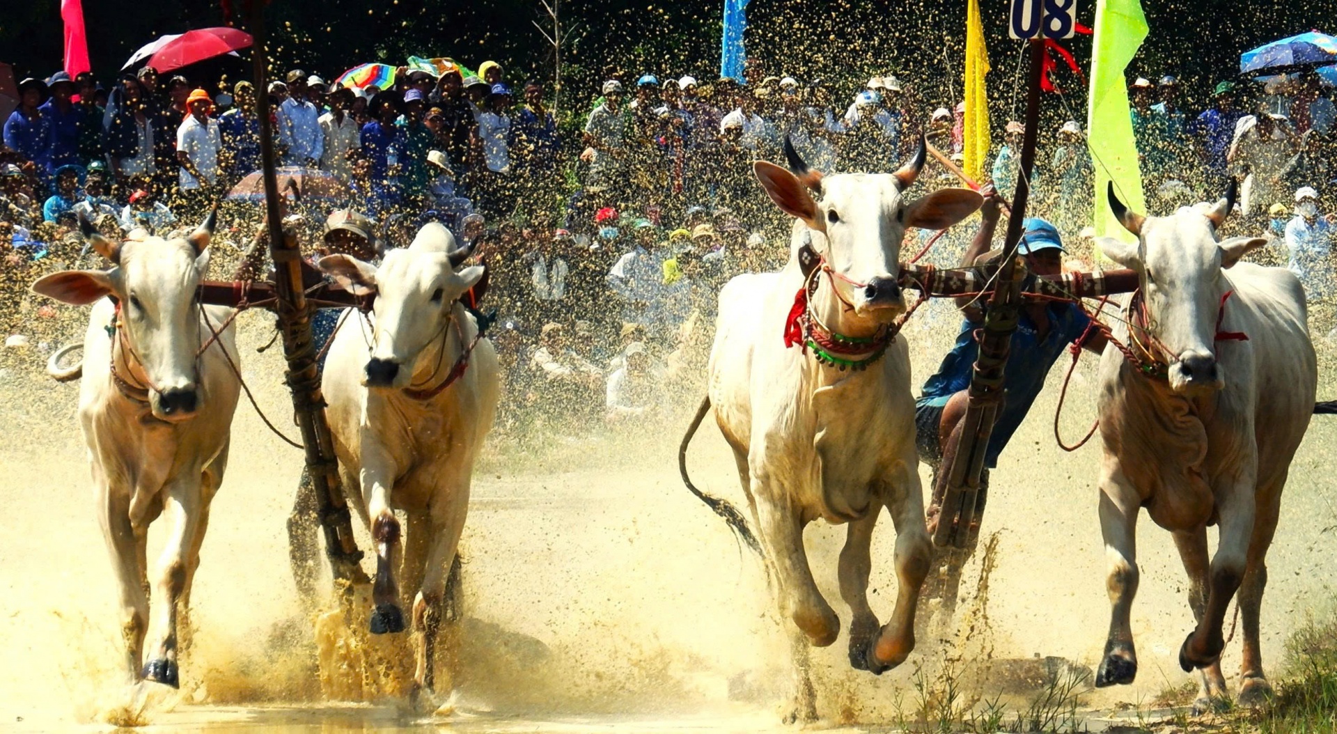 Hội Đua bò Bảy Núi tỉnh An Giang năm 2025 Hội Đua bò Bảy Núi tỉnh An Giang năm 2025