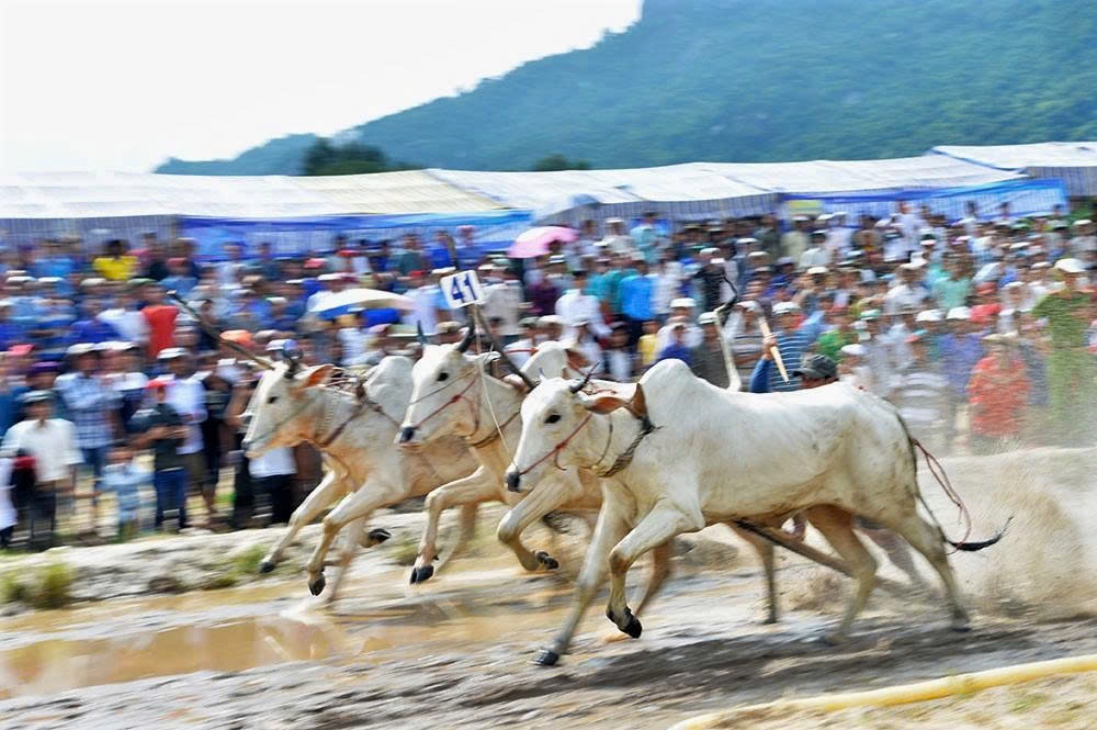 Hội Đua bò Bảy Núi tỉnh An Giang năm 2025 Hội Đua bò Bảy Núi tỉnh An Giang năm 2025