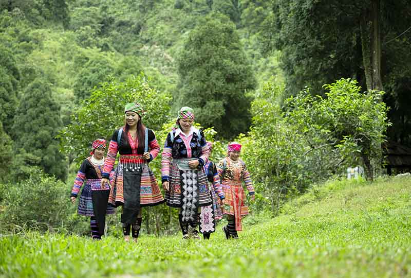 Du lịch cộng đồng Suối Giàng: Khi tiếng kèn Mông hoà cùng hương chè cổ thụ