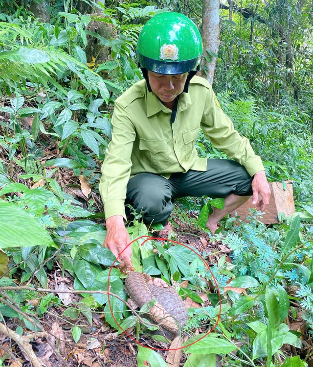 Tái thả tê tê Java về rừng Vườn quốc gia Chư Yang Sin. Ảnh: Tuấn Phúc