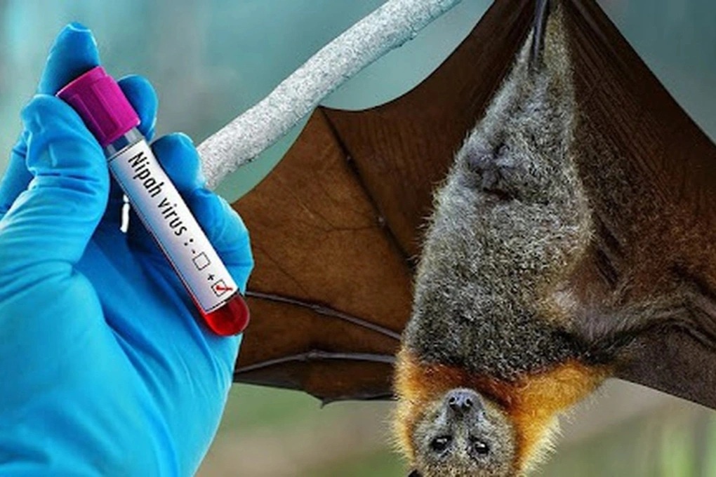 Virus Nipah (tên khoa học Henipavirus nipahense) là một loại virus lây truyền từ động vật sang người và cũng có thể lây truyền trực tiếp giữa người với người hoặc thông qua thực phẩm bị nhiễm virus.