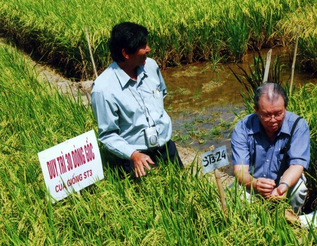 Từ gạo ST25 đến chiến lược lúa gạo quốc gia