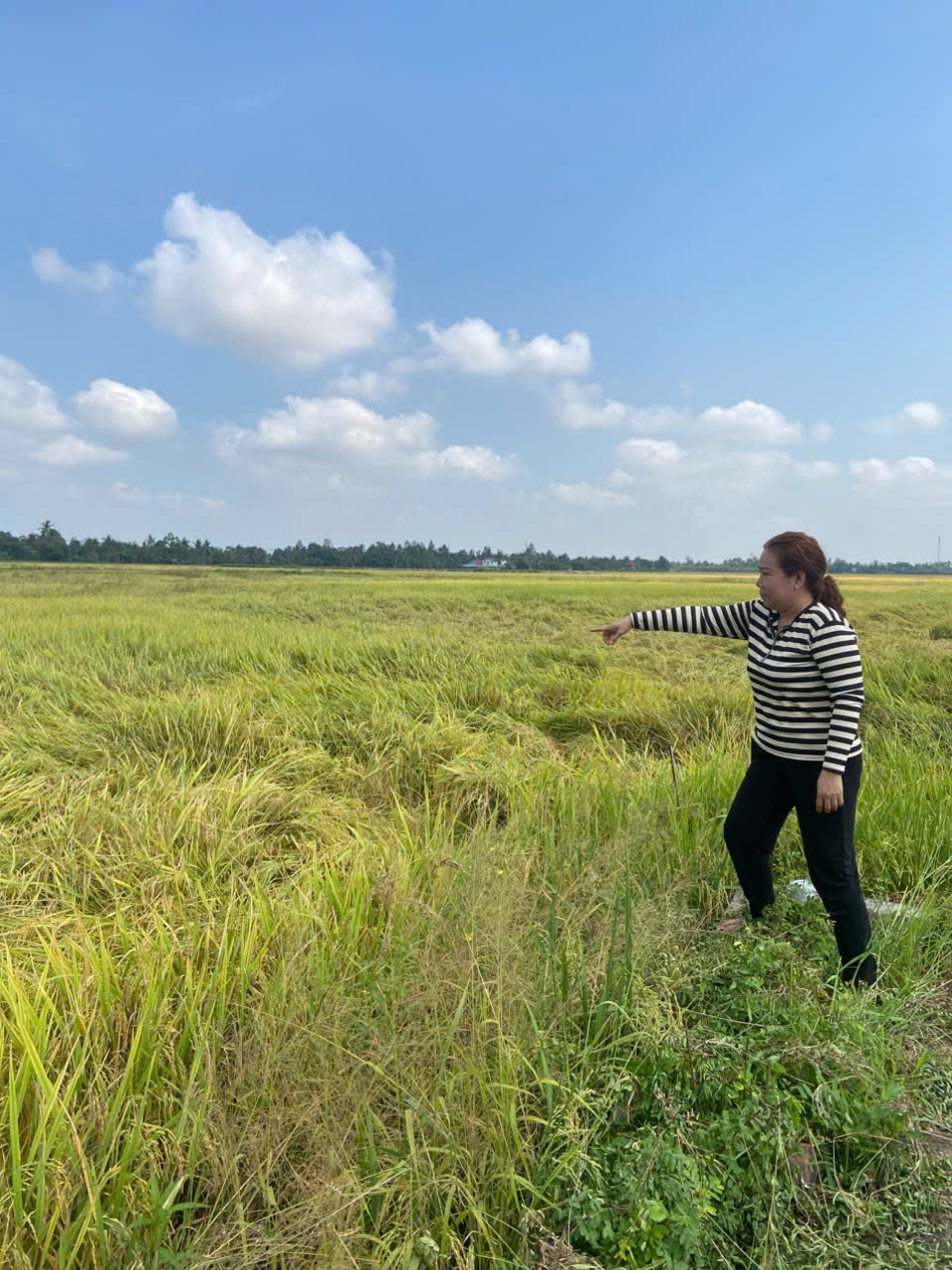 Giúp nông dân miền Tây tăng hiệu quả sản xuất lúa chất lượng cao, phát thải thấp