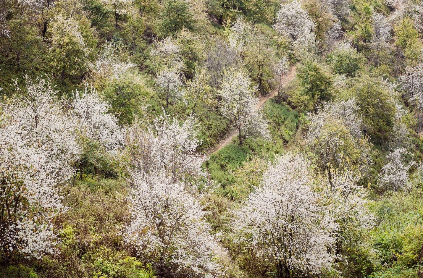 Ngọc Chiến: Miền cổ tích dưới tán hoa sơn tra