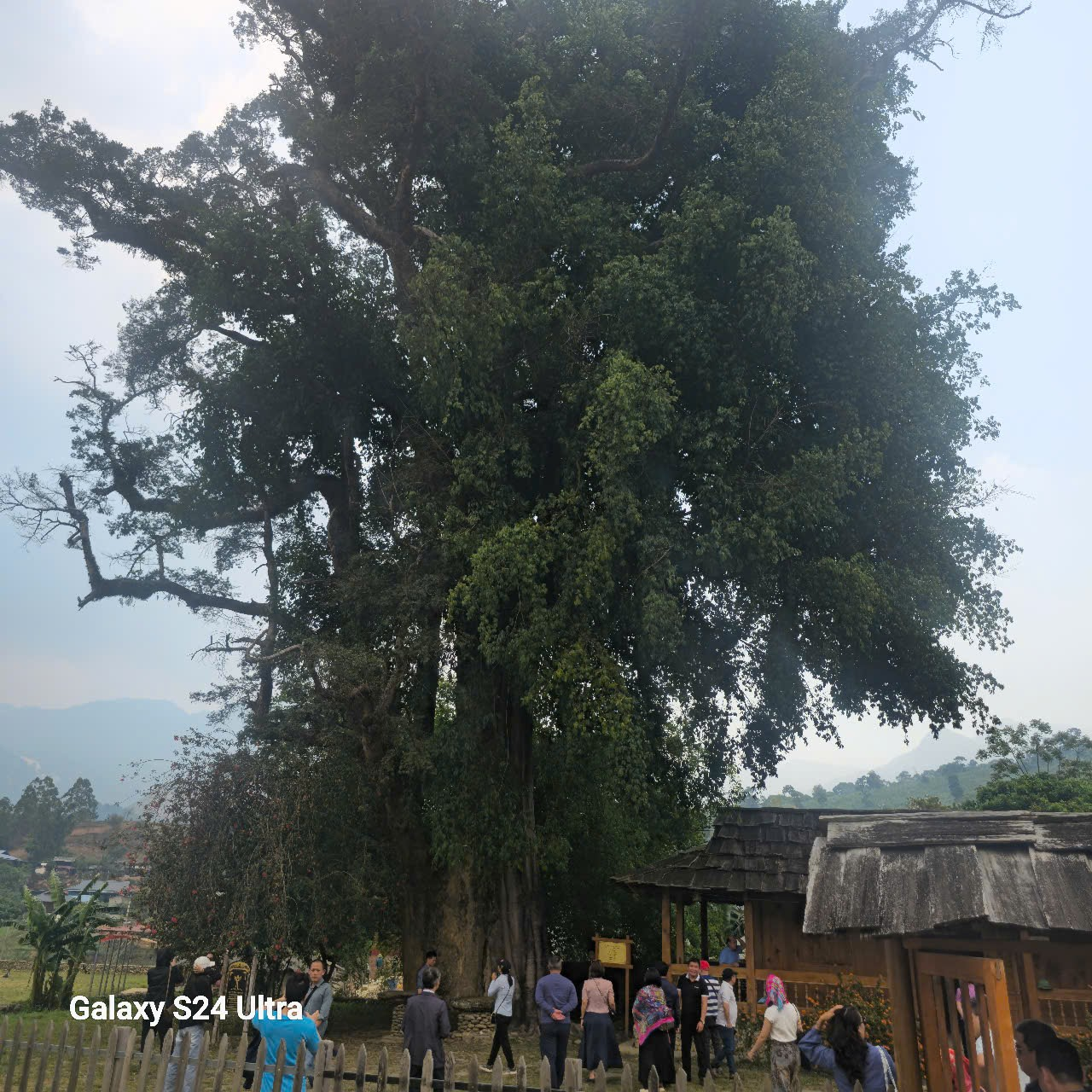 Ngọc Chiến: Miền cổ tích dưới tán hoa sơn tra