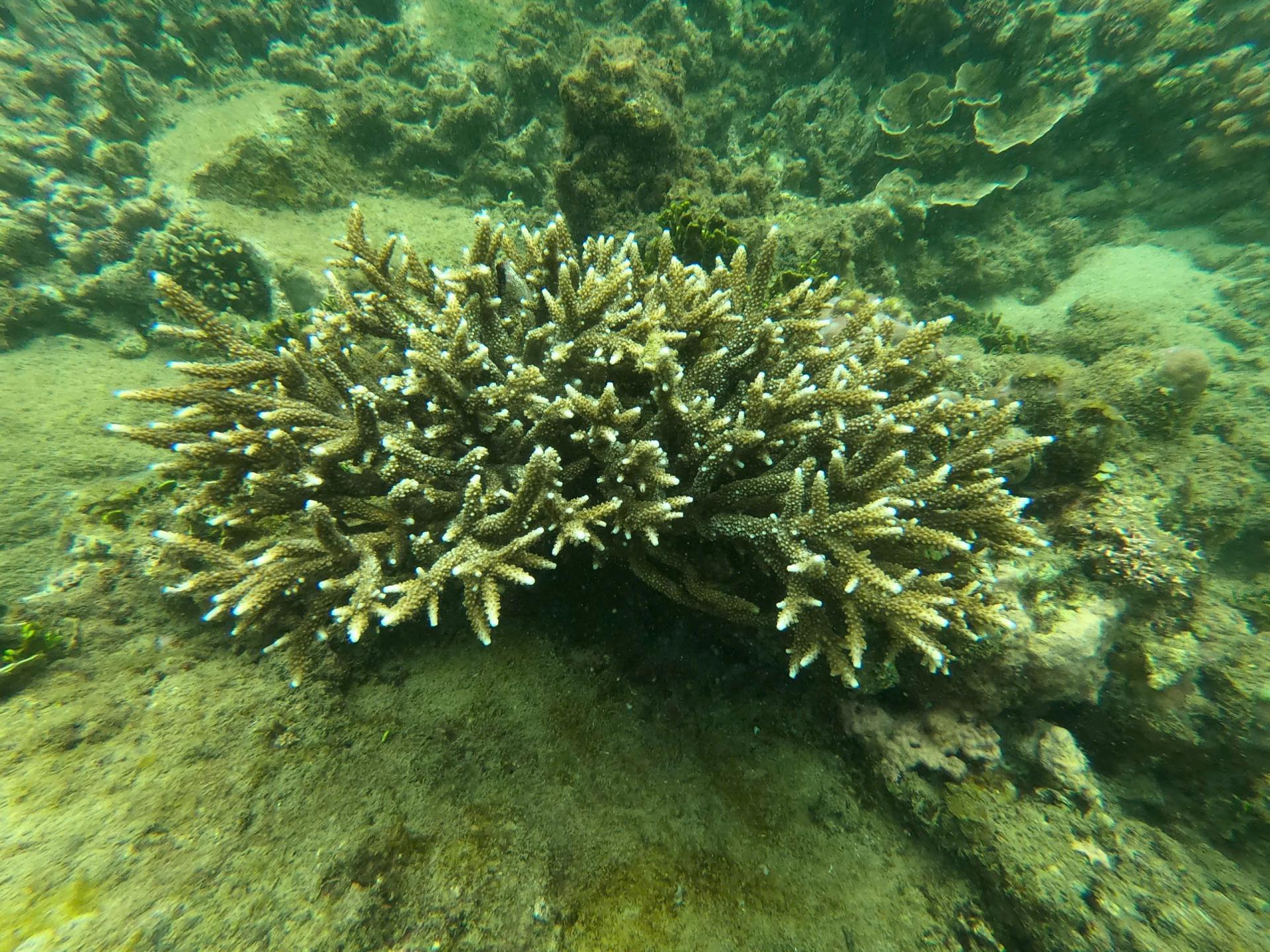 san-ho-vinh-nha-trang-2_1776390954.jpg