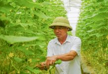 Vùng rau sạch vươn mình giữa đại ngàn