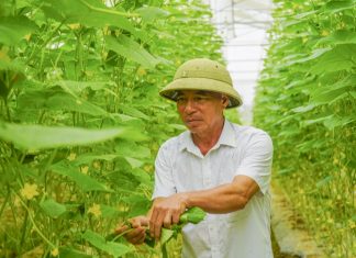 Vùng rau sạch vươn mình giữa đại ngàn