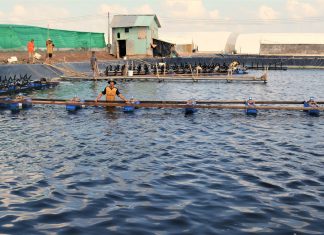 Vùng ĐBSCL và mục tiêu kinh tế tuần hoàn trong nuôi trồng thủy sản