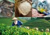 Xuất khẩu nông lâm thủy sản Việt Nam quý I/2026: Vượt “sóng dữ” địa chính trị, thu về gần 17 tỷ USD