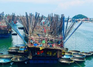 Trúng đậm mực xà, nhiều tàu cá Quảng Ngãi thu bạc tỷ