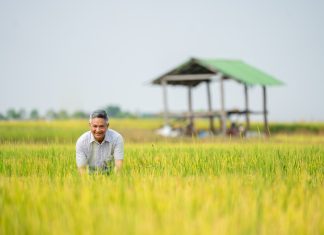 TS. PHẠM QUANG THẮNG ĐÁNH GIÁ CAO TIỀM NĂNG PHÁT TRIỂN CHUỖI LIÊN KẾT LÚA GẠO TẠI TÂY NGUYÊN