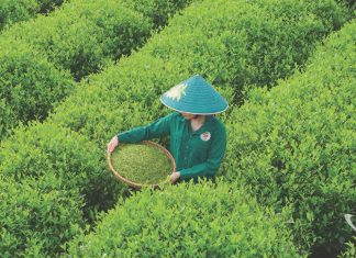 Trà Thái Nguyên hương vị xưa, tương lai mới