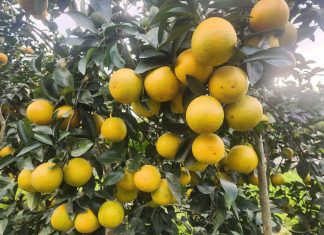 Hà Tĩnh thúc đẩy công nghiệp nông thôn theo hướng xanh và chuyển đổi số