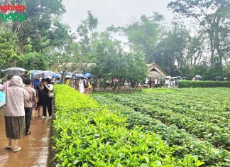 Lễ hội Làng Sen 2026: Đa dạng chuỗi hoạt động văn hóa mang đậm dấu ấn