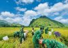 Rộn ràng mùa vàng vùng biên giới Quảng Trị