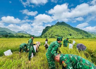 Rộn ràng mùa vàng vùng biên giới Quảng Trị