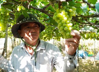Khánh Hòa chuyển đổi hơn 2.200 ha cây trồng, tái cơ cấu nông nghiệp theo hướng hiệu quả cao