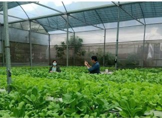 Rời văn phòng, gieo lại một giấc mơ xanh giữa lòng đô thị
